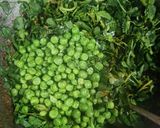 A picture of step 5 of Methi matar masala.