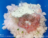 Foto del paso 2 de la receta: Albóndigas de mero y gambas rojas