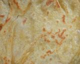 Foto langkah ke 8 dari resep Roti maryam/ roti canai.