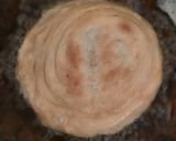 Foto langkah ke 10 dari resep Curry Puff/Karipap.