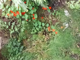 چای گل لادن