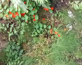 عکس مرحله 2 از دستور چای گل لادن