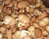 صورة لخطوة 1 من وصفة الفول النابت
