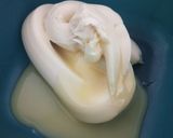 Foto langkah ke 5 dari resep Bolu Ketan Keju Lumer.