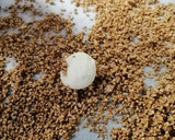 Foto del paso 6 de la receta: Bombones de queso de cabra