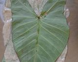 A picture of step 3 of Falhari Patra.