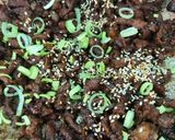 Gambar langkah 7 resipi Bulgogi beef ala korea.