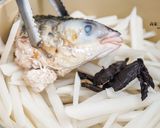 【老菜脯烏魚蘿蔔籤湯】小寒節氣燉湯，味美價廉富營養的食譜步驟3照片