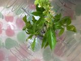 Risotto con albahaca