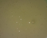 Foto del paso 3 de la receta: Bizcochuelo clásico de vainilla (5 ingredientes)