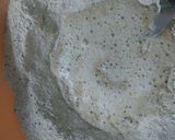Foto del paso 3 de la receta: Pan de molde integral con semillas