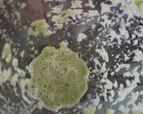 Foto del paso 1 de la receta: Hamburguesas caseras
