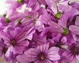 Une image de l'étape 1 de Sirop de mauves.