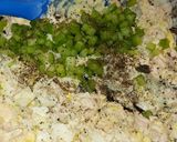 A picture of step 1 of Annie's On The Go Tuna Salad.