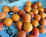Une image de l'étape 11 de Tarte aux abricots, miel et crème vanille.