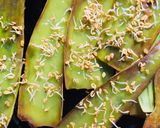 A picture of step 2 of Sprouted fenugreek dosai.