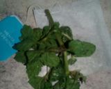 Foto del paso 2 de la receta: Mate dominguero