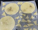 Une image de l'étape 2 de Tartelettes feuilletées au Roblechon ou Maroilles ou Camembert...