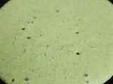 Balloon vine dosa