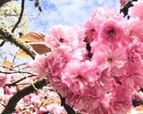 Hình bước làm 1 của món 🌱 Hoa Anh Đào Muối Nhật Bản (Japonais Traditionnel Salé Sakura)
