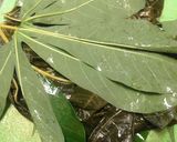 Foto langkah ke 8 dari resep Buntil Daun Pepaya dan Daun Singkong (#PR_recookmasakanpedas).