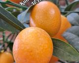A picture of step 3 of 🍊🥞 Kumquat Marmalade 🥞🍊.