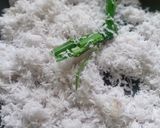 Foto langkah ke 2 dari resep Sagon bakar urang awak.