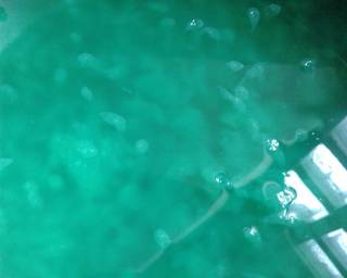 Es cendol sruput - Step 5