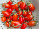 Salad simple hasil panen kebun sendiri