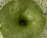 Foto del paso 2 de la receta: Tallarines verdes