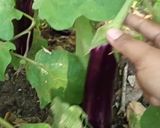 Foto langkah ke 1 dari resep Tortang Talong (Filipino Eggplant Omelet).