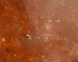 Foto del paso 4 de la receta: Salsa de tomate tipo bolognesa