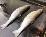 Une image de l'étape 4 de Truites farcies aux herbes et citron confit (à la plancha).