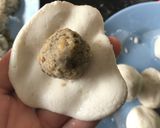 Foto langkah ke 4 dari resep Onde-Onde isi Kacang Hijau.