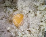 Foto del paso 2 de la receta: Tortitas de coliflor