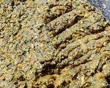 A picture of step 6 of Sarson da Saag.