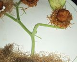 A picture of step 2 of Potato Cheese Balls on a Bird Nest.