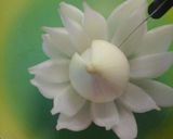 Hình bước làm 8 của món Hoa sen từ củ hành tây
