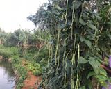 Hình bước làm 1 của món Đỗ đũa luộc
