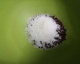 Foto del paso 1 de la receta: Café dalgona