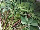 Gulai Daun Ubi