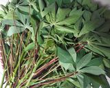 Foto langkah ke 1 dari resep Gulai Daun Ubi.