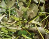 Foto langkah ke 2 dari resep Tumis kangkung ala rumahmakan.