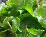 Hình bước làm 2 của món Phở trộn bò băm