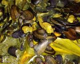 Foto langkah ke 4 dari resep Gulai kerang laut.