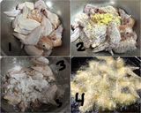Foto langkah ke 1 dari resep Korean Chicken Wings (BonC**** Ala-ala).
