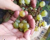 A picture of step 1 of Grapes Mojito.