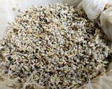 A picture of step 1 of Sprouted Pearl Millet Upma.