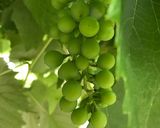 A picture of step 1 of Grape vine jam 🍇.