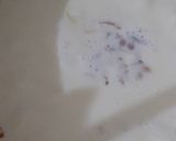 A picture of step 4 of Rice kheer.